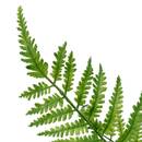 Stelo di felce artificiale 'James' Verde, H.90 cm Verde