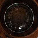 Lanterna "Hopia" Fibra vegetale, Marrone, H.31 cm Marrone