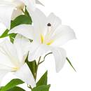Gambo di gigli artificiali "Jago" con 4 fiori Bianco, H.80 cm Bianco